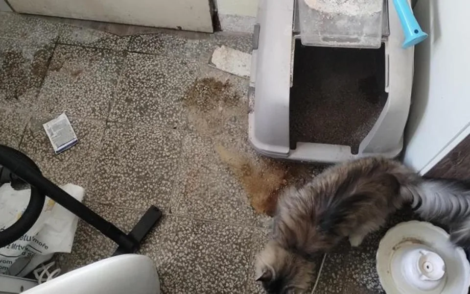 Zápach a nepořádek. Inspektoři zavřeli kočičí kavárnu v Ivančicích
