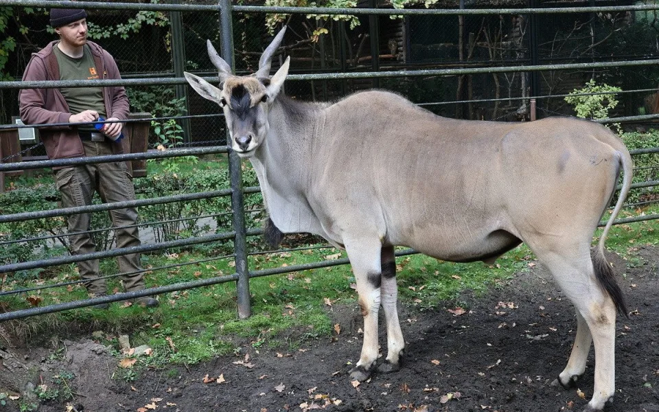 Hodonínská zoo změnila měřítko: Velkou antilopu nahradí dvě menší