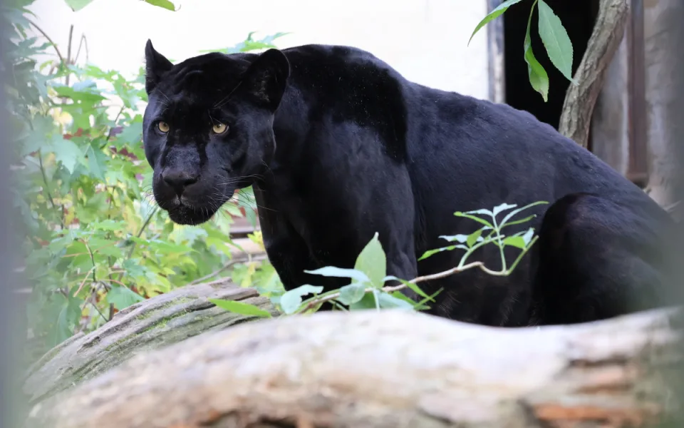 Černý jaguár z Hodonína odlétá na Tenerife, v tamní zoo zůstane dva roky