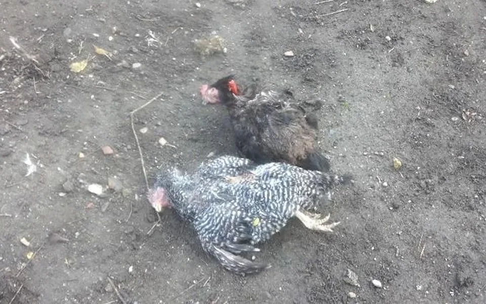 Psi se podhrabali na zahradu v Černovicích a zadávili slepice