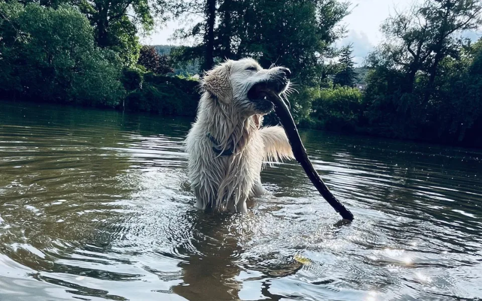 Psí výletník Coudy se rodině ztratil na procházce. Sám odjel vlakem do Brna