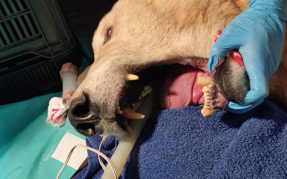 Lední medvědice Elsa musela na operaci. Veterináři jí v Brně zachránili špičáky