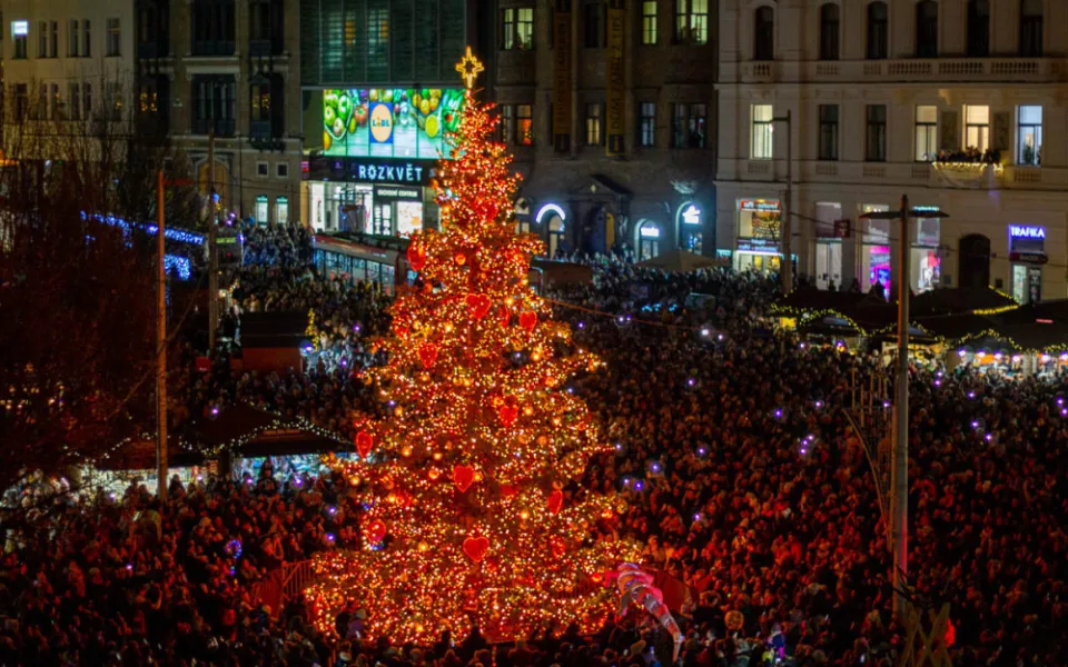 Ilustrační fotografie, strom z roku 2024