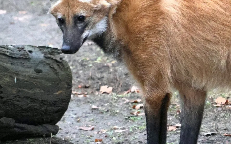 Sice tak vypadají, ale lišky to nejsou. Do zoo v Hodoníně se vrátili psi hřivnatí