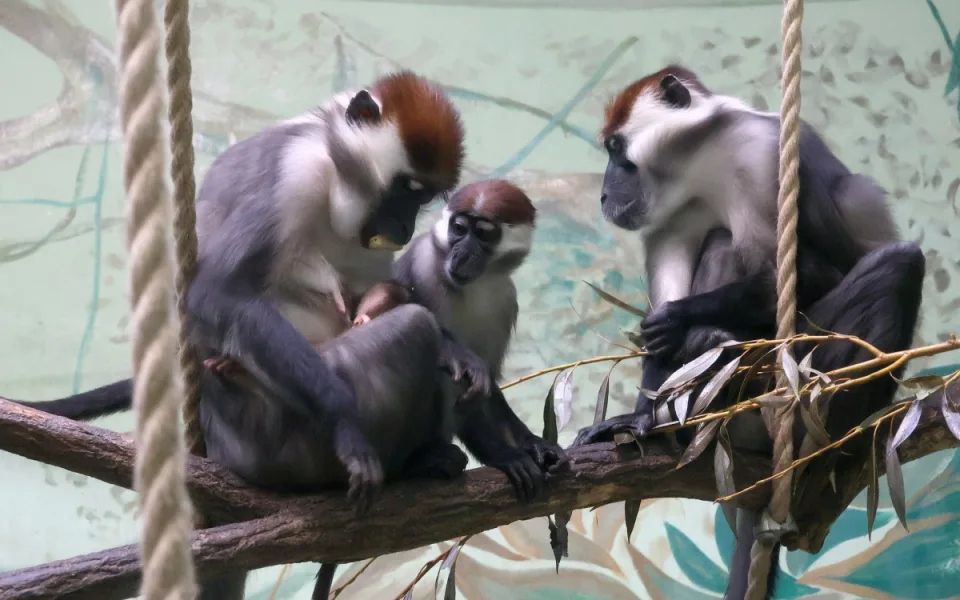 Hodonínská zoo má druhé mládě vzácného mangabeje, narodilo se na začátku prosince