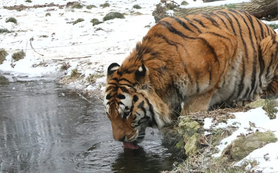 Mrazy udeřily i v jihomoravských zoo. Teplomilná zvířata mají zkrácené vycházky