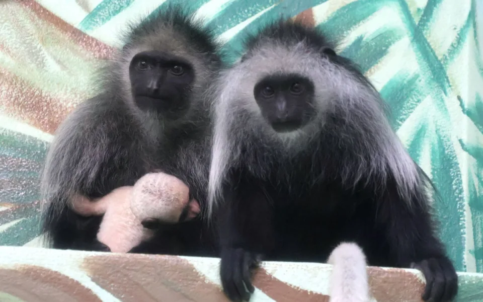 V hodonínské zoo přivítali první letošní mládě, narodila se opice gueréza běloramenná