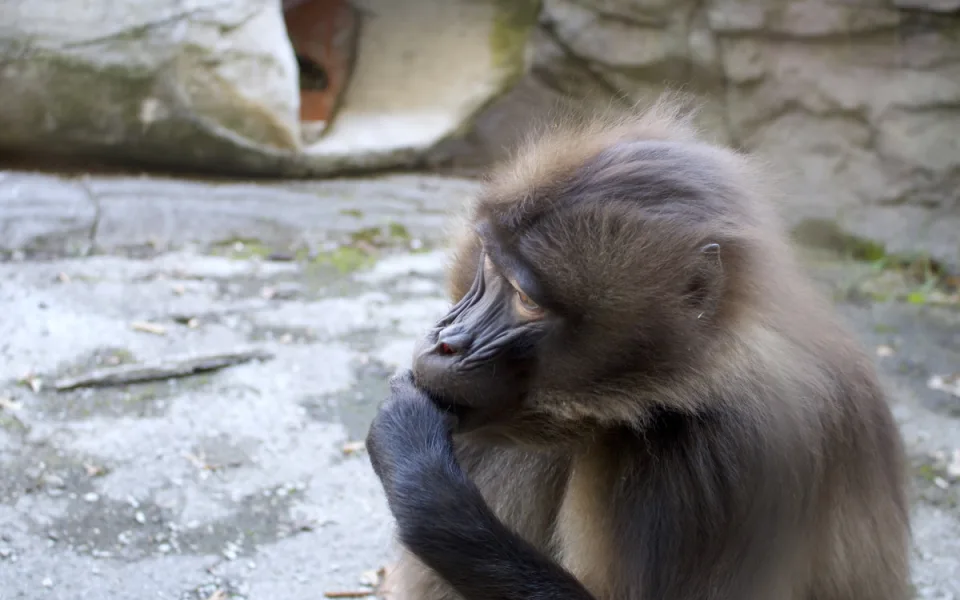 Zoo Brno má za sebou rekordní rok, návštěvníky lákala mláďata i nové expozice
