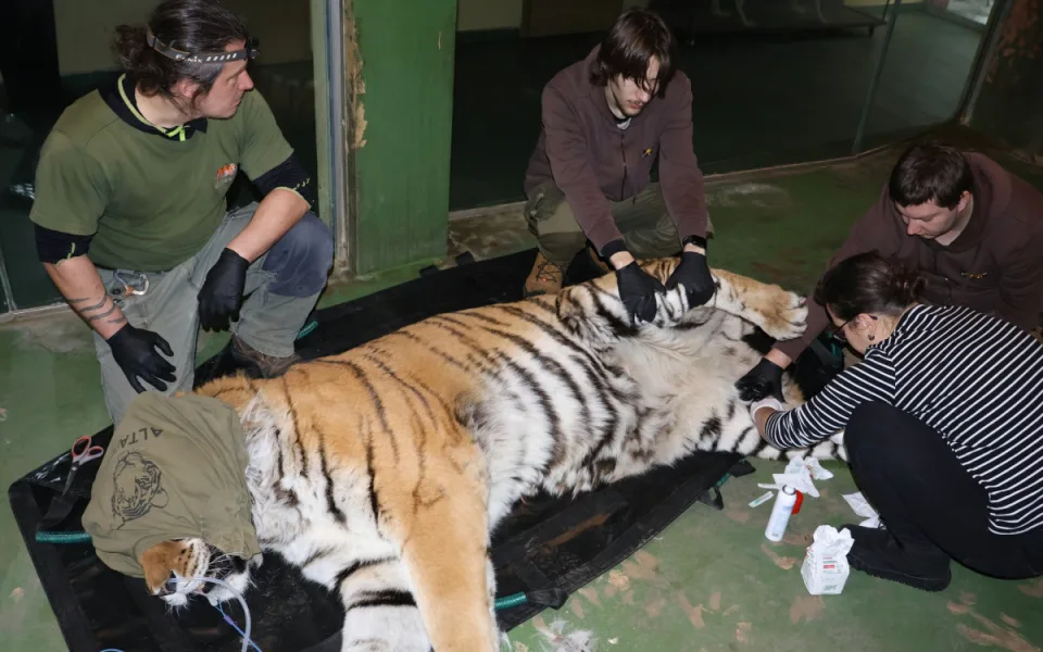FOTO: Největší kočka z Hodonína musela na operaci. Tygra trápily zarostlé drápy