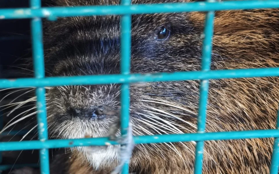 Břeclav vyfotila nutrie uvězněné v klecích. Je to poprava, bědovali místní