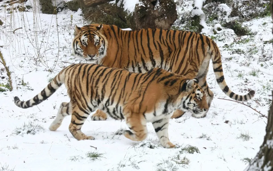 Ilustrační fotografie tygrů v zoo