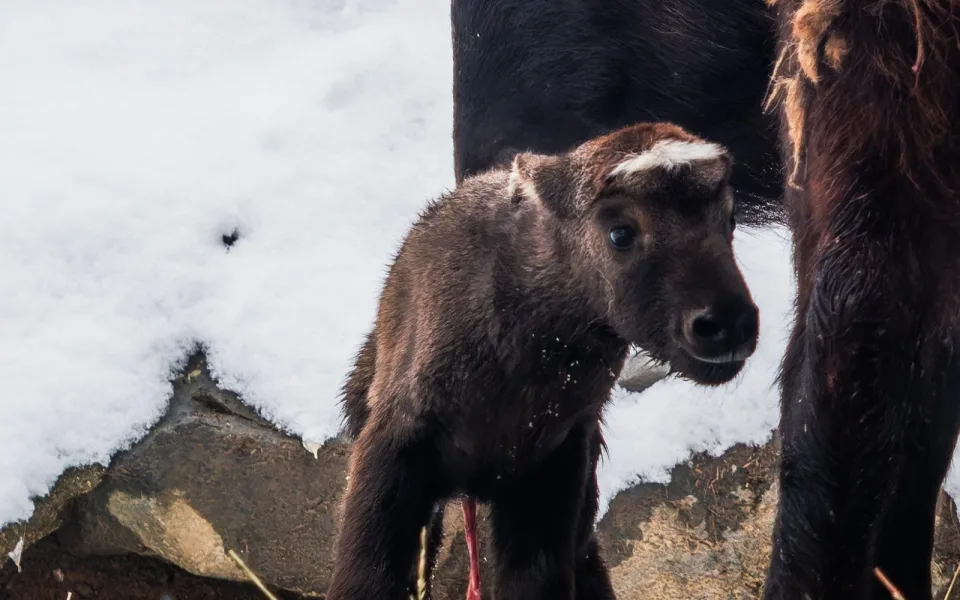 Brněnská zoo se opět rozrostla. Tentokrát o mládě takina indického