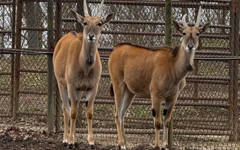 Jižní Morava zažívá antilopí boom. V Brně mají africké obryně, v Hodoníně vzácné mládě