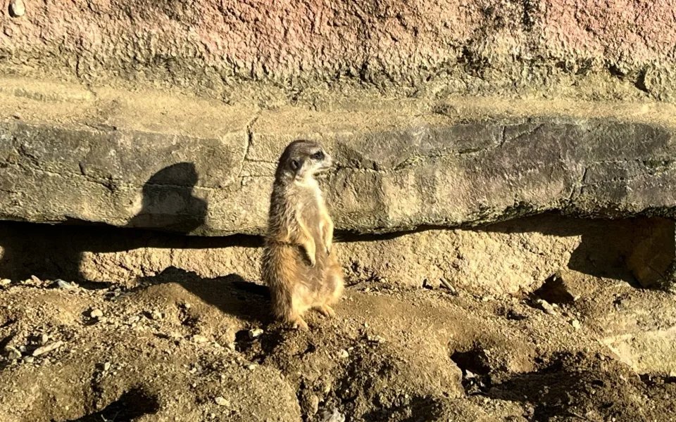 FOTO: Jarní počasí láká ke slunění. Jak si paprsky užívají obyvatelé brněnské zoo?