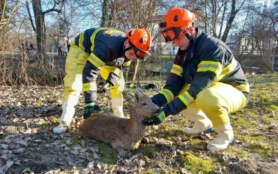 Psa uvěznilo dřevo, srnka uvízla v bahně. Hasiči zachraňovali zvířata v nesnázích