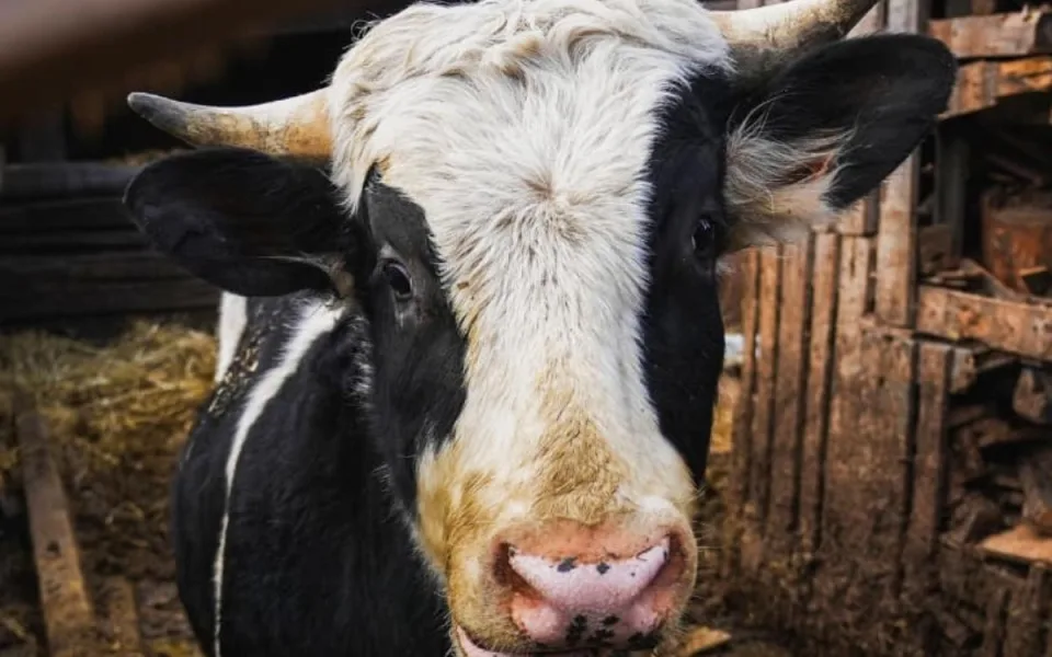 Zanedbané krávy jen o kus unikly porážce. Ochránci zvířat jim teď hledají adopce