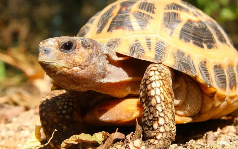FOTO: V Brně se daří zázračným želvám z Madagaskaru, jsou nejohroženější na světě