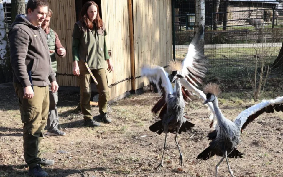 Zoo Hodonín láká na nový přírůstek. Jeřáb královský vyniká svou zlatou korunkou