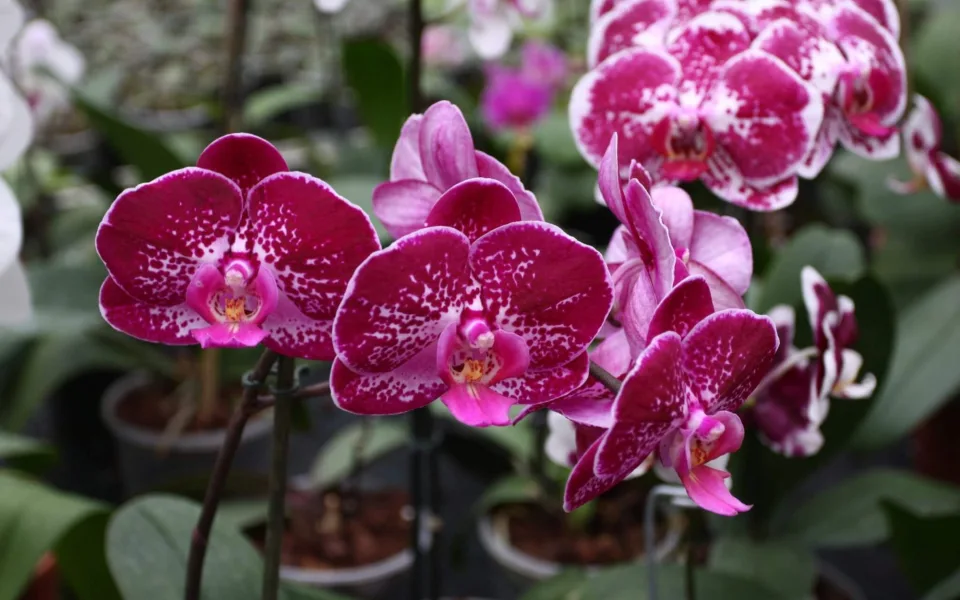 Botanická zahrada v Brně láká na kvetoucí orchideje a tropické motýly