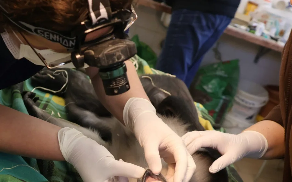 Opičák z hodonínské zoo musel na zubní, mangabej přišel o dva zuby