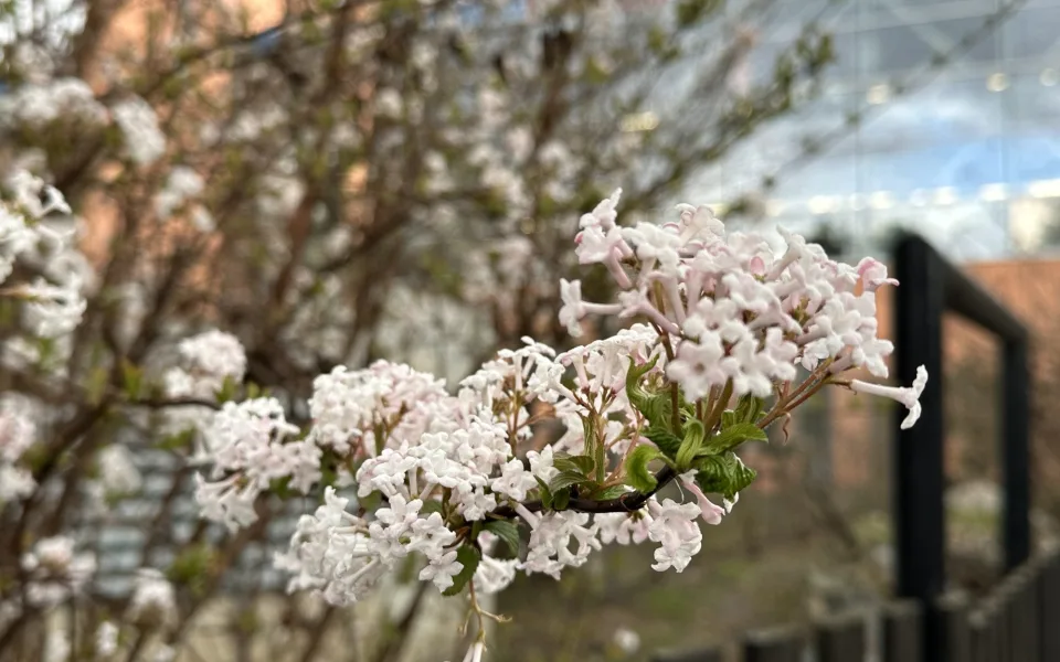 FOTO: První květy i svěží zeleň. Brněnská botanická zahrada se probouzí