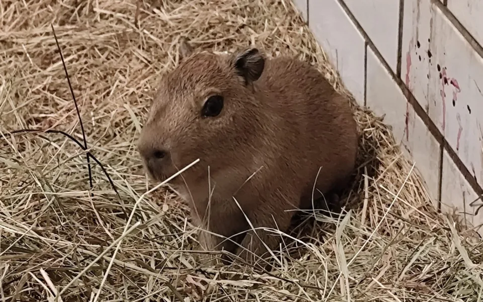 V brněnské zoo se narodily tři kapybary. Roztomilí hlodavci už běhají ve výběhu