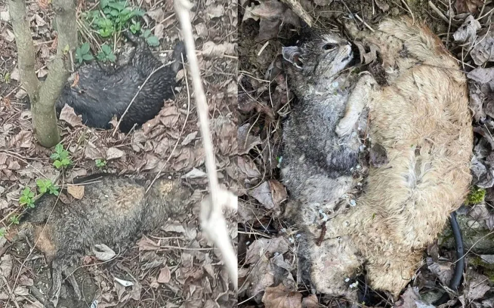 Na Hodonínsku někdo bezcitně vraždí kočky. Láká je do pasti a těla pohazuje po okolí