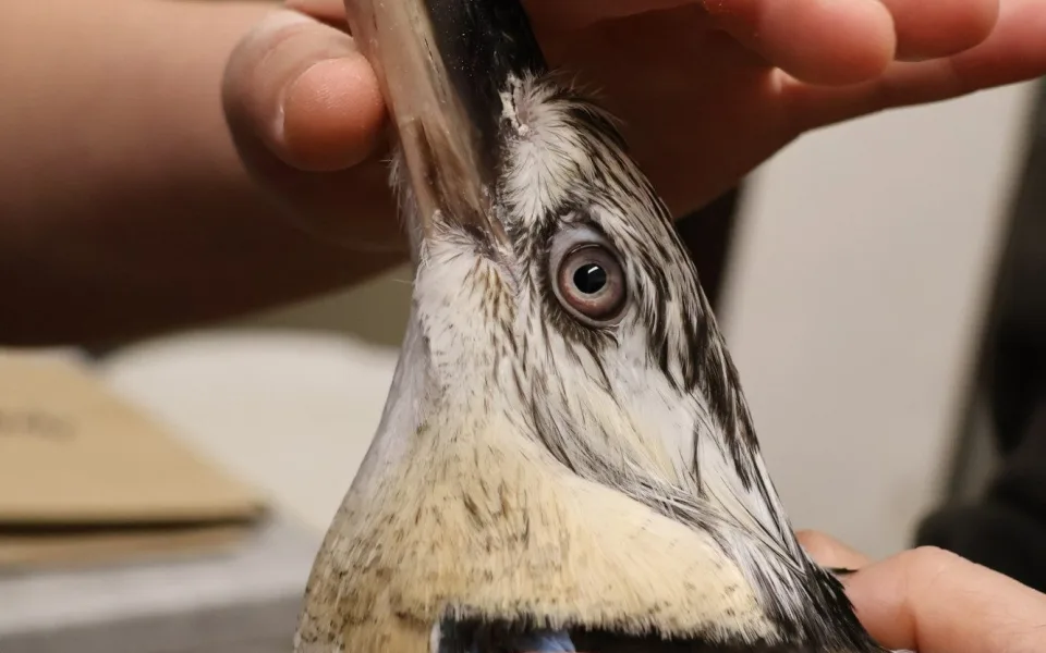 Ledňáci v Hodoníně byli na kosmetice. Veterináři jim upravili přerostlé zobáky