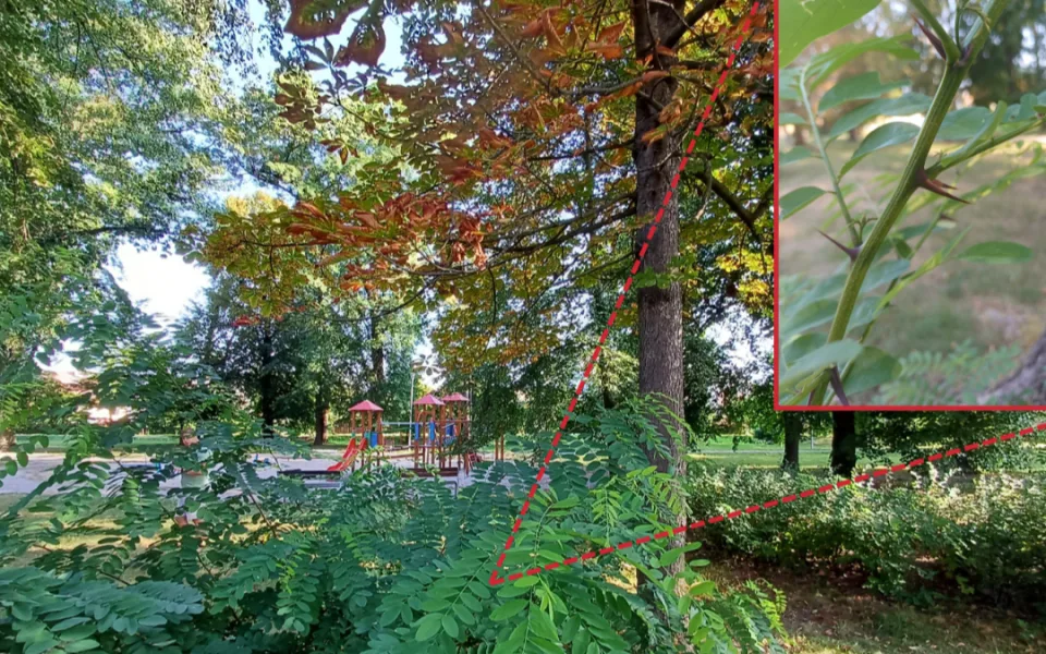 Změna klimatu v praxi. Města musí sahat po rizikovějších stromech, zjistili vědci z Olomouce