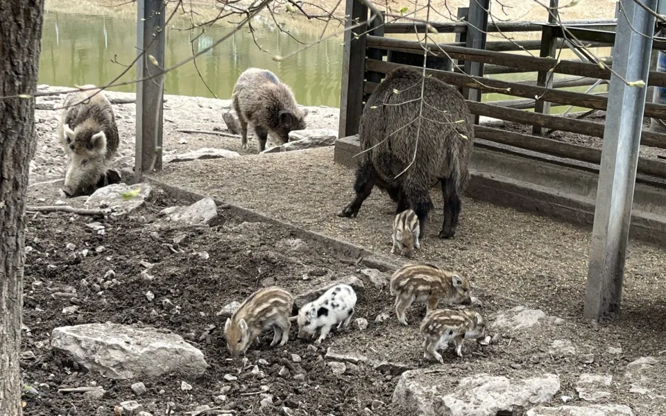 FOTO: Brňané se rozplývají nad selátky v Holedné, narodilo se jich osm