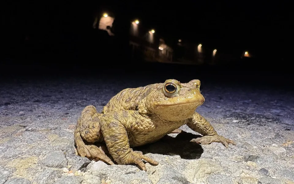 Žáby na jaře migrují ve velkém. Dobrovolníci je zachraňují před násilnou smrtí