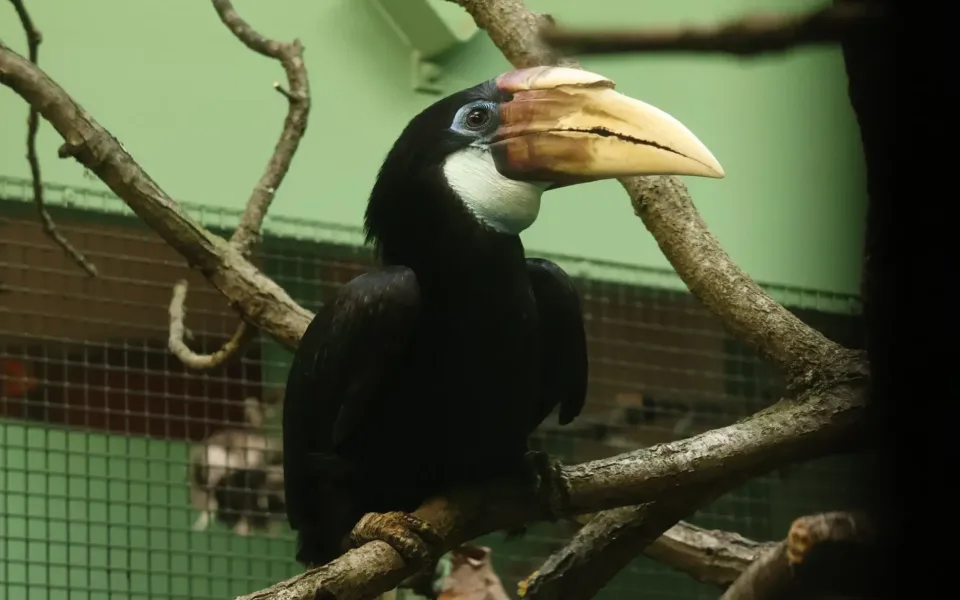 Do Brna se nastěhovali trochu děsiví ptáci. Zoo na zoborožce čekala osm let