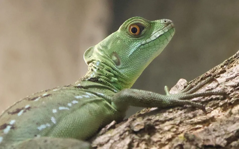 Do zoo v Hodoníně přibyl bazilišek zelený, dříve považovaný za mýtického tvora