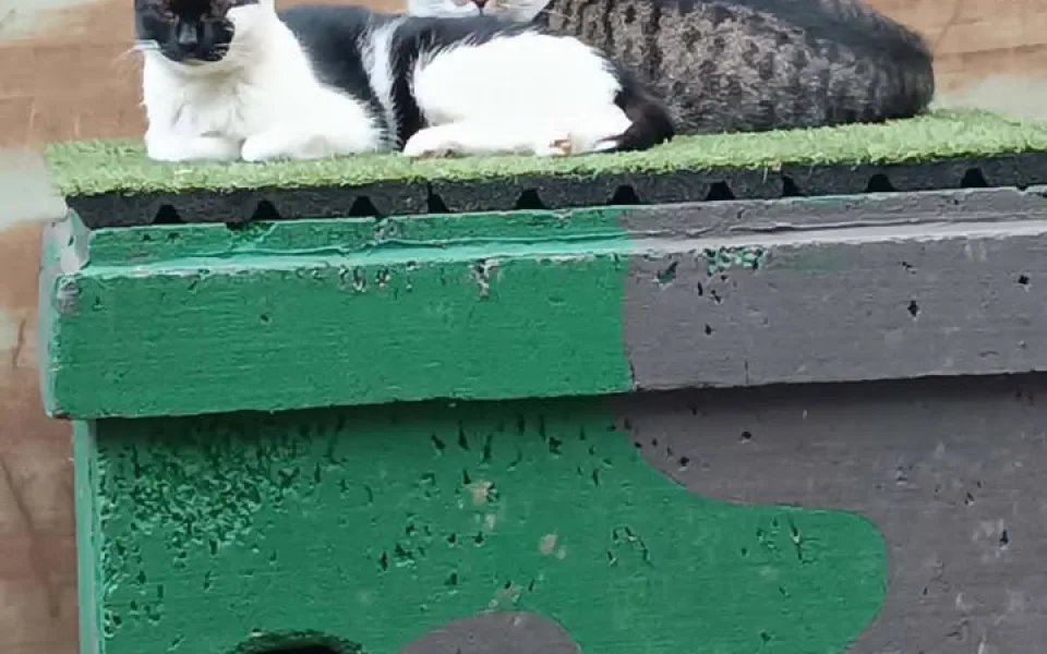 U Velodromu žily roky. Teď kočky přišly o zázemí i krmná místa, případ řeší úřady