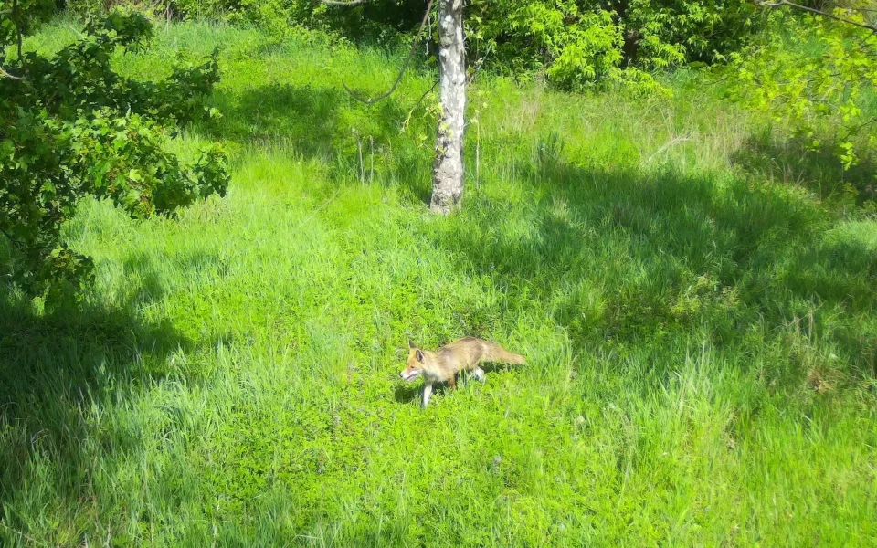 Snímek z fotopasti