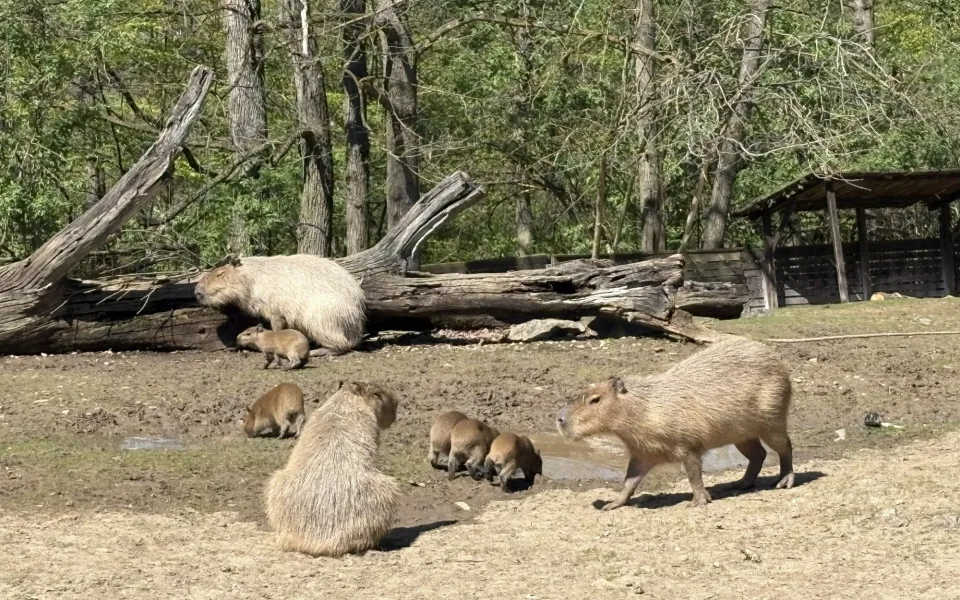 FOTO: V brněnské zoo přibyly další malé kapybary. Ve výběhu už skotačí pět mláďat