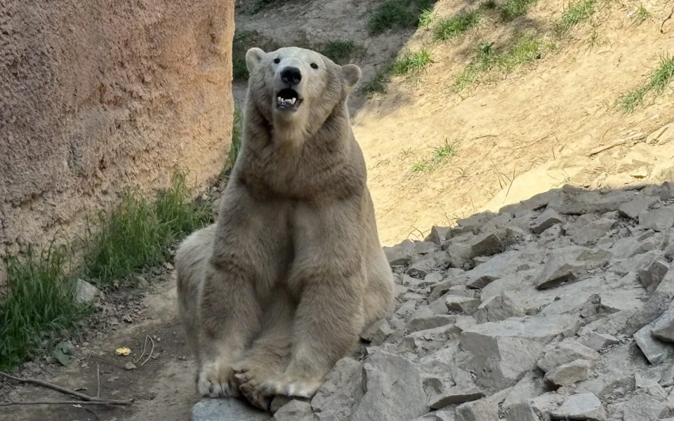 KVÍZ: Jak dobře znáte zvířata z brněnské zoo? Otestujte se