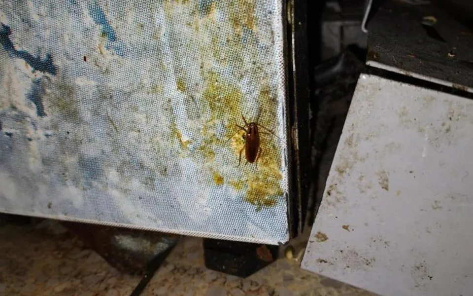 Špína, plíseň i hmyz. Inspektoři zavřeli bistro v Hodoníně