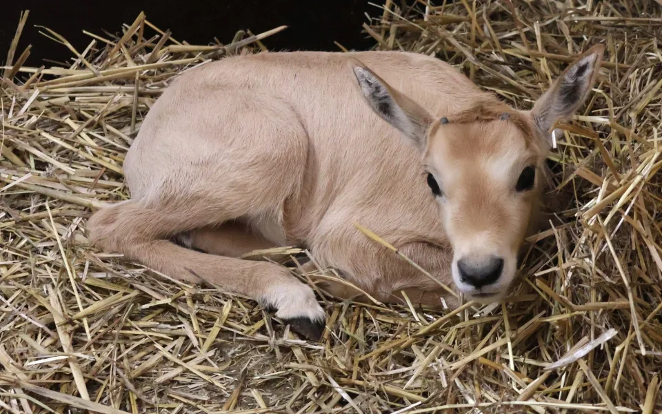 FOTO: V hodonínské zoo mají roztomilý přírůstek, narodil se vzácný přímorožec