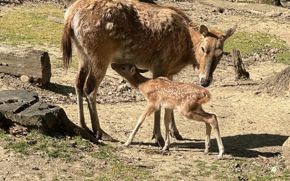 V brněnské zoo mají mládě jelena milu. Vzácný kopytník se takřka vrátil ze záhrobí