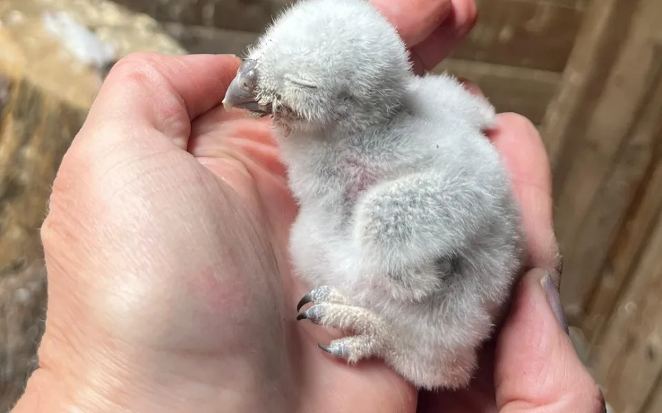 Pět malých písklat. Brněnská zoo se chlubí roztomilými mláďaty sýčka obecného