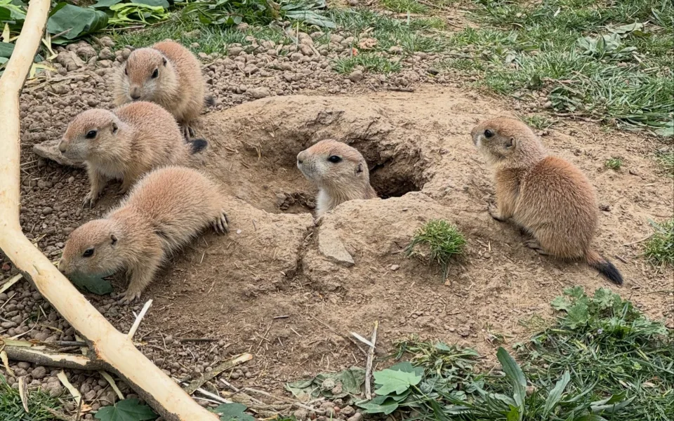 Psouní rodina v brněnské  zoo se rozrostla. Mláďata už dovádějí ve výběhu