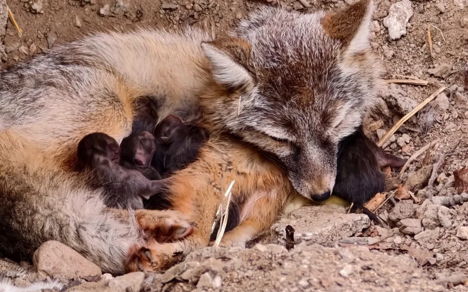 V brněnské zoo se narodilo osm korsaků. Jde o historicky první odchov