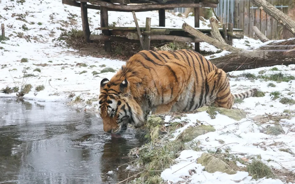 V Hodoníně přišli o tygří pár. Samec podlehl vážné nemoci