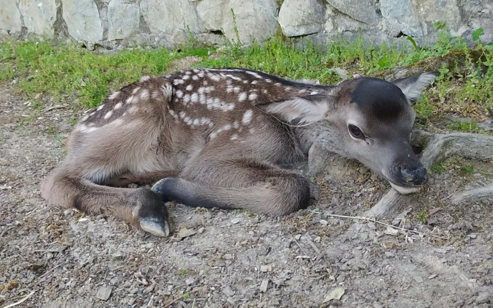 Rodina wapiti sibiřských v brněnské zoo se rozrostla. Mláďata už dovádějí ve výběhu