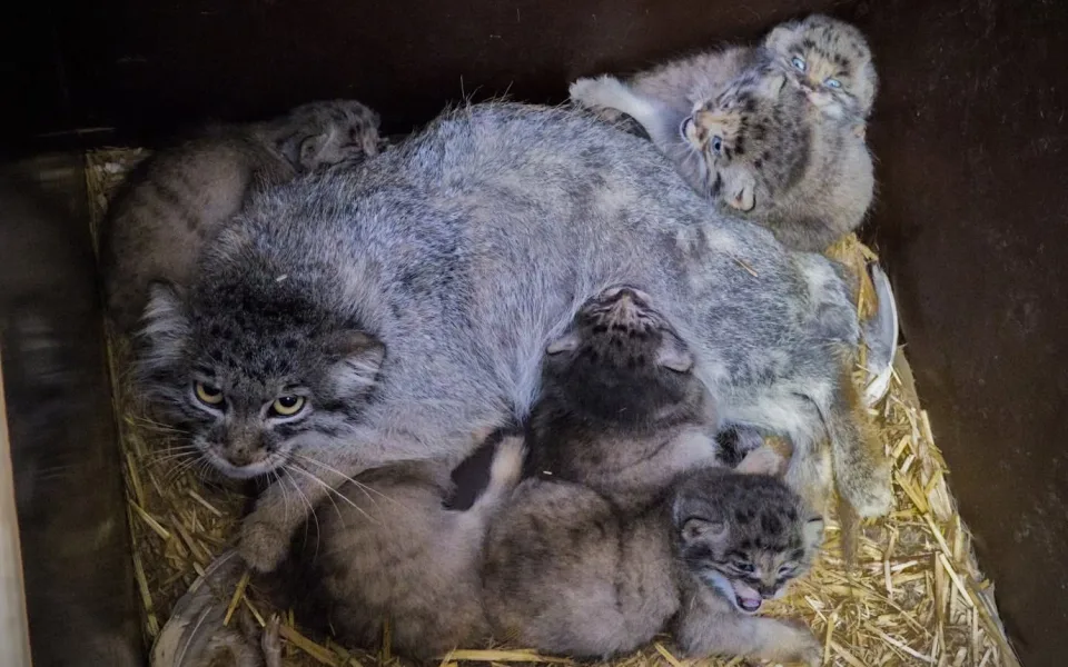 Trvalo to osm let. V brněnské zoo se narodilo šest malých manulů