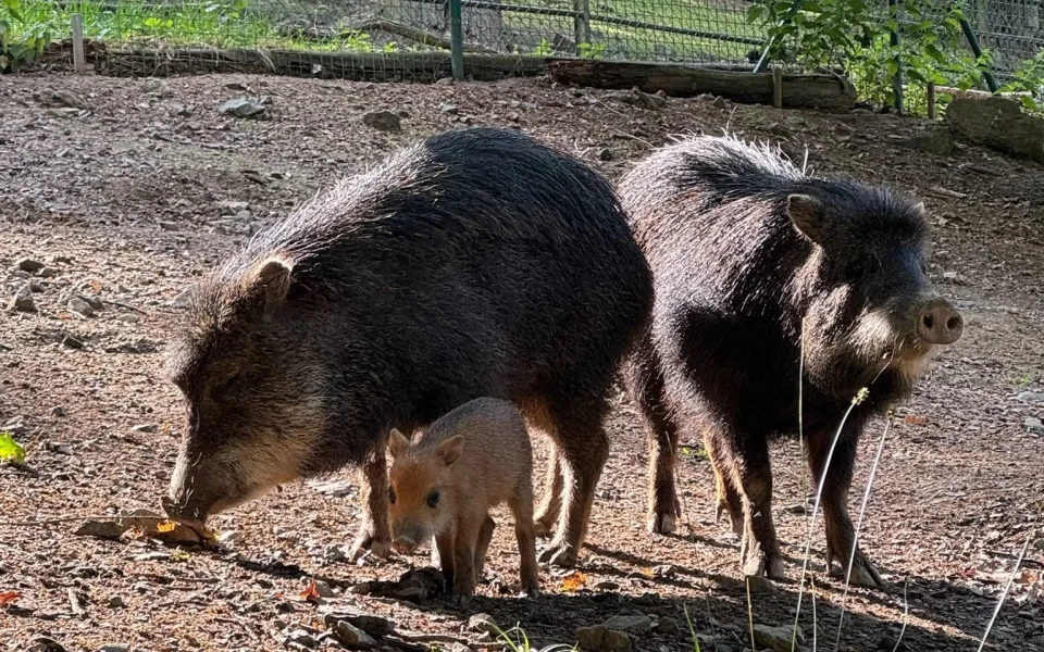 Sice tak vypadají, ale prasata to nejsou. Brněnská zoo hlásí mládě u pekariů