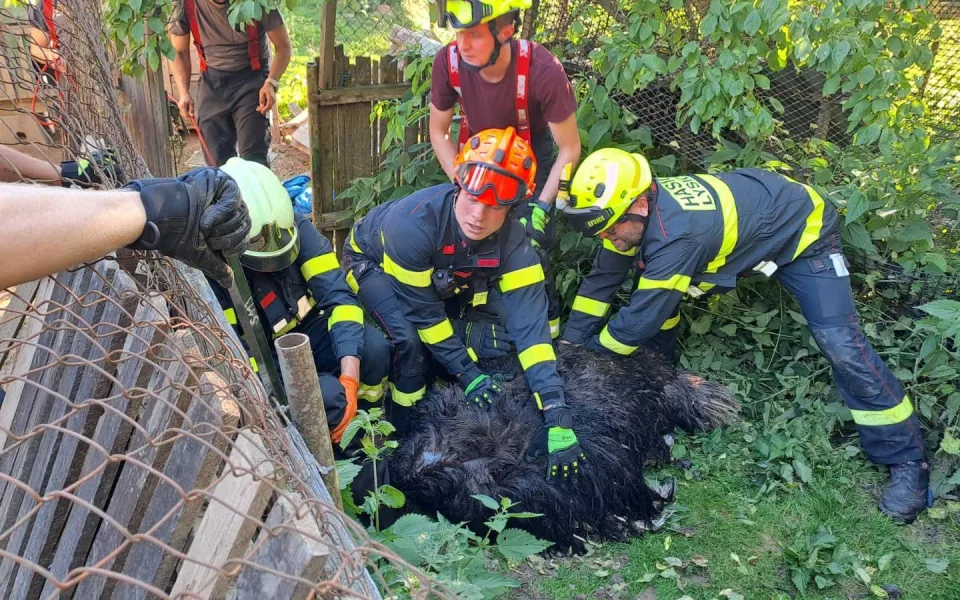 Agresivní pštros zaměstnal hasiče na Boskovicku, chytali ho na čtyři pokusy