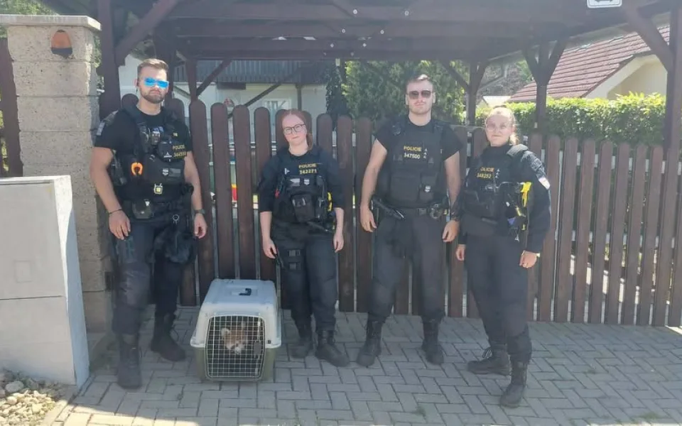Pátrání skončilo úspěšně. Panda z brněnské zoo se schovávala na zahradě v Kníničkách