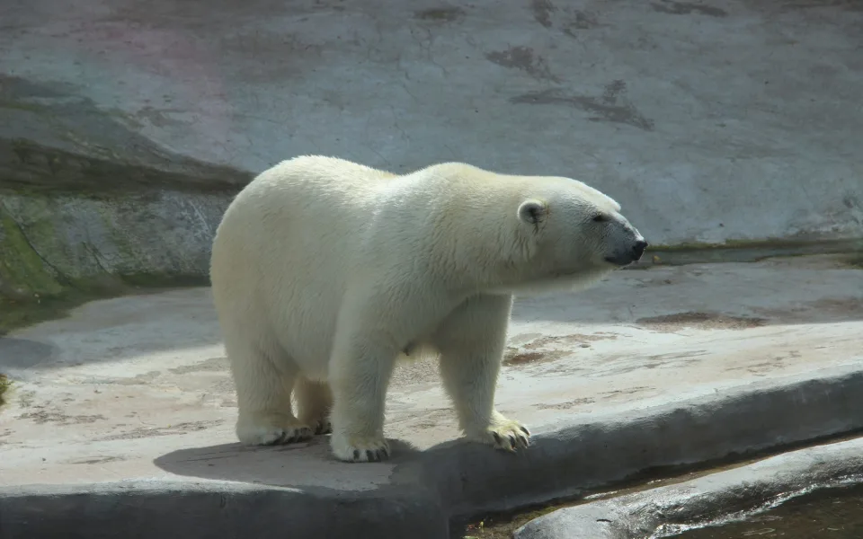 Brněnská zoo chladí zvířatka sprchami i ledovými dorty.